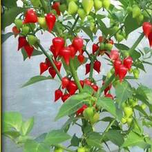 Gift 500pcs 100 Pcs Seeds GARDEN Premium Sweety Drop Peppers (Biquinho Peppers) Seeds, Nutritious, Unique, Sweet, Very Colorful, Vegetables Seeds For Home Garden - 100 Pcs Seeds - View 5