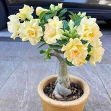 4 piezas de semillas de rosa del desierto amarilla Adenium Obesum, semillas de flores bonsái para plantar en el jardín del hogar