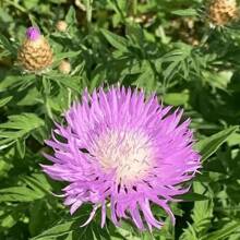 1000 Samen, Mehrpunkt-Pflanze (Bachelor's Button) Gartenblumensamen gemischter Beutel, geeignet zum Pflanzen