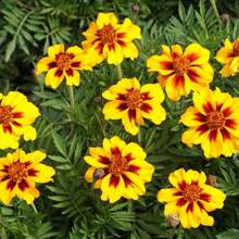 I Fiori Da Piantare Per Attirare Api E Farfalle - Donna Moderna - Foto 8