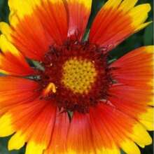 100 Tianren Chrysanthemum Seeds Potted Plant Seeds Tree Seedlings Decoration 1000 Chrysanthemum Seeds Suitable For Planting, Perennial Flower Seeds Non GMO Traditional Seeds Deep Red, Red, Pink, Yellow, Orange Chrysanthemums, Natural Fragrance, Air Purification, Uninterrupted Garden Pot Planting All Year Round - 100粒菊花種子 - 查看 1