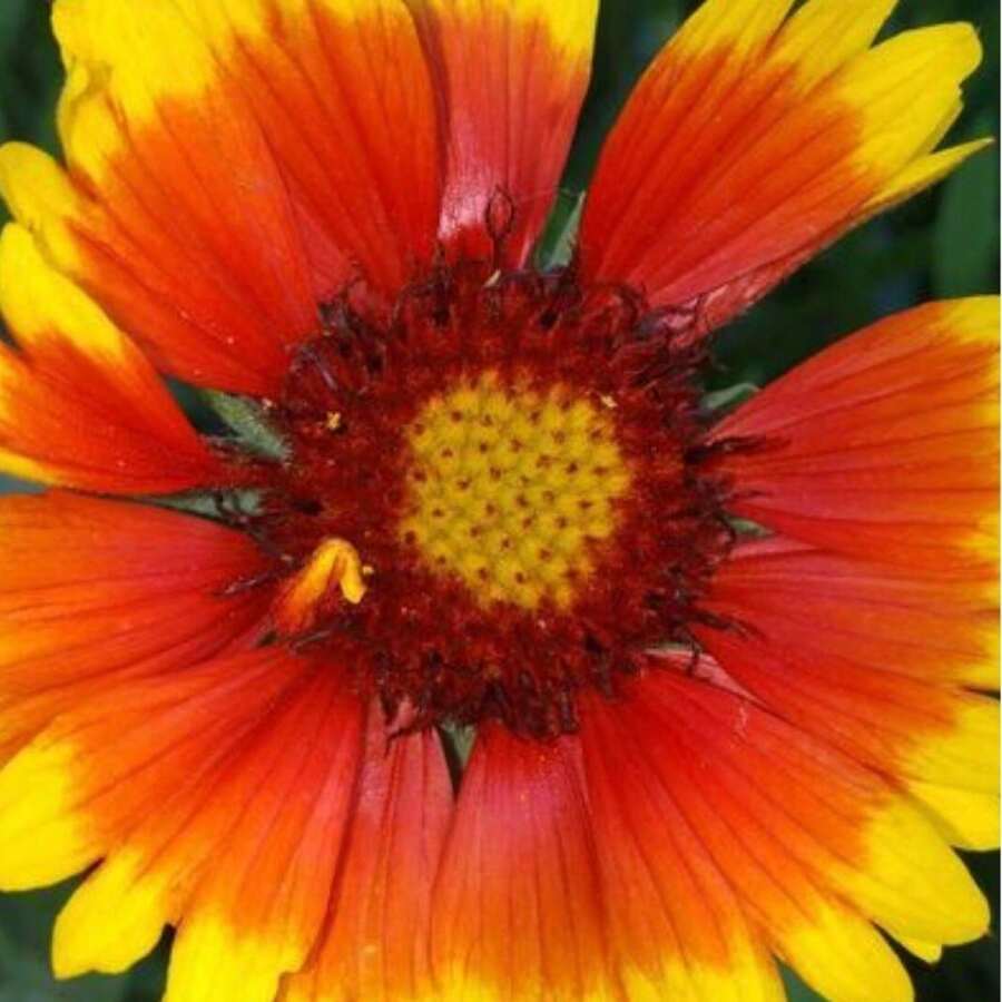 100 Tianren Chrysanthemum Seeds Potted Plant Seeds Tree Seedlings Decoration 1000 Chrysanthemum Seeds Suitable For Planting, Perennial Flower Seeds Non GMO Traditional Seeds Deep Red, Red, Pink, Yellow, Orange Chrysanthemums, Natural Fragrance, Air Purification, Uninterrupted Garden Pot Planting All Year Round - 100粒菊花種子 - 查看 1