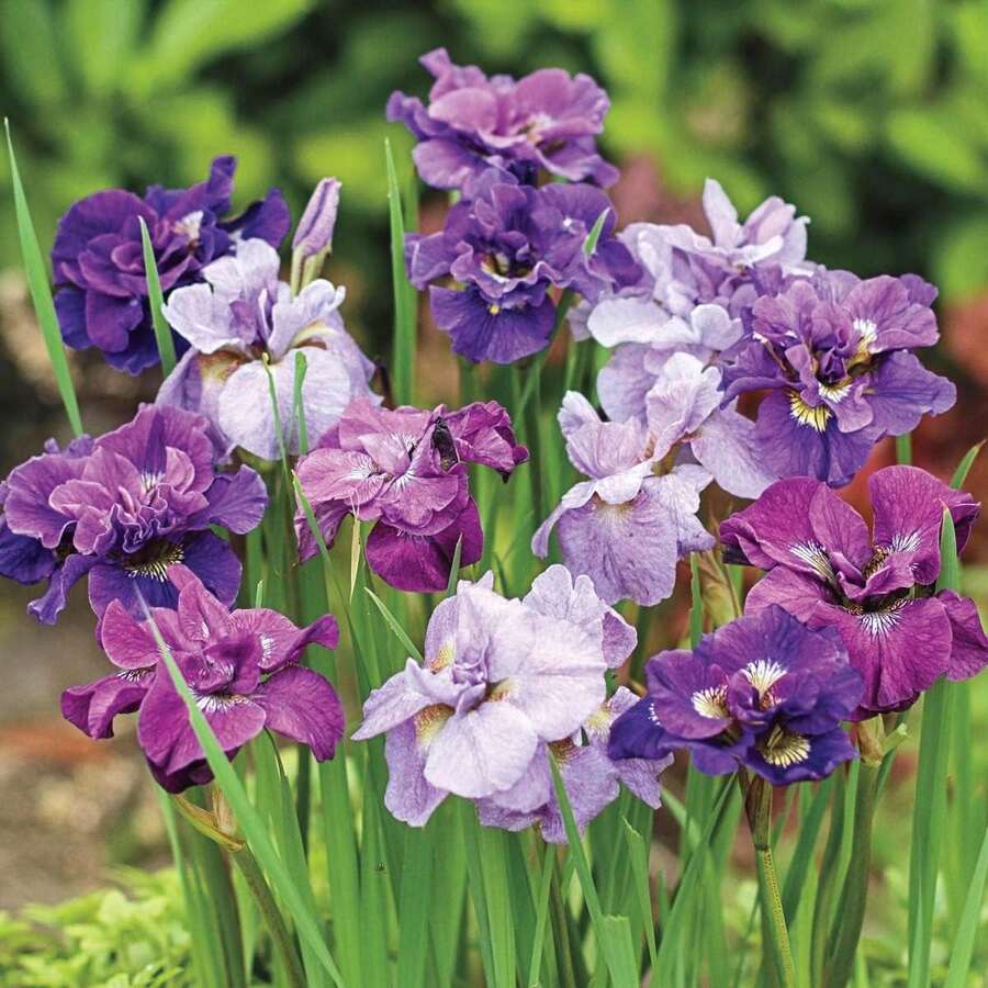 BRECK'S - Double Flowering Siberian Iris Mixture, Dormant Flowering Perennial Starter Plants, Each Offer Includes 100 Seeds - Variant1 - View 1