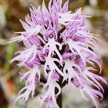 Semi di orchidea nuda Orchis Italica, orchidea italiana affascinante e unica con forma floreale distintiva e affascinante per giardini esterni