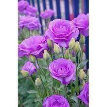 Eustoma Grandiflorum Seeds (100 Pieces) - Rare Double Flower Cut Flower Seeds, Non-GMO & Drought Resistant - Heirloom Lisianthus For Wedding Bouquets &  Gardens