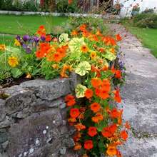 Linea Fiori Gold BOCCA DI LEONE alta in mix - h cm 75