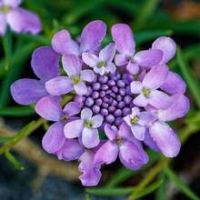 Semi Di Fiori Miscela Di Fiori Selvatici – Pure Asia Seeds - Foto 11