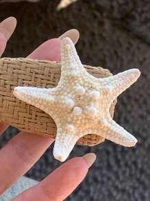 6pcs Natural Conch Shell, Mantis Shrimp, Starfish Specimen Mediterranean Platform Decor, Ocean Wall Art Home Decoration Series. Please Note That This Is A Natural Product And May Have A Natural Scent That Cannot Be Avoided.