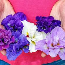 BRECK'S - Double Flowering Siberian Iris Mixture, Dormant Flowering Perennial Starter Plants, Each Offer Includes 100 Seeds - Variant1 - View 2