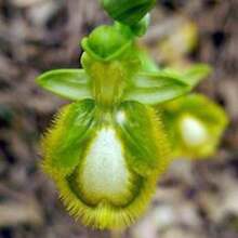 100seeds/Pack Cymbidium Potted Orchid Seeds- Christmas - Holiday Flowers - Celebration Flowers - Christmas