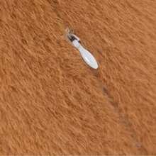 Peluche de Capybara hasta 40 cm trae luz y sonido MOD 6678 Cancion capibara - Café - Ver 3