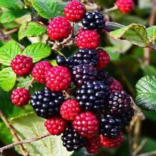 200 Semillas de Mora para Plantar - Semillas No Transgénicas - Semillas de Mora para Plantar Dulces y Deliciosas - Variante 1 - Ver 2