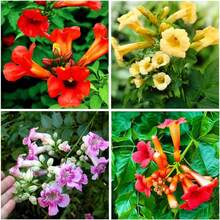 100 Hummingbird Trumpet Vine Plant Seeds - Trumpet Vine Seeds Non-GMO Heirloom Flower Seeds
