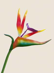 3pcs Artificial Paradise Bird Of Paradise Greenery, 24.4 Inches (Approx. 62cm), Suitable For DIY Home Decor, Garden, Office, Balcony, Wedding Party Theme Display, Autumn Decor, Indoor/Outdoor Plants, Store Decoration, DIY Crafts, Tabletop Centerpieces, All Season