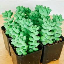 Planta suculenta Donkey Tail (Sedum Morganianum) grande de 2 pulgadas con raíces, planta de interior Sedum Burrito para decoración del hogar u oficina, manualidades, obsequios de fiesta - Sedum morganianum - Ver 10