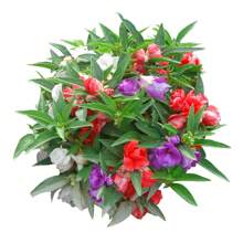 100 Seeds-Frisee Flower Seeds-Garden Potted Planting-Christmas-Festival Flowers-Celebration Flowers-Christmas Gifts