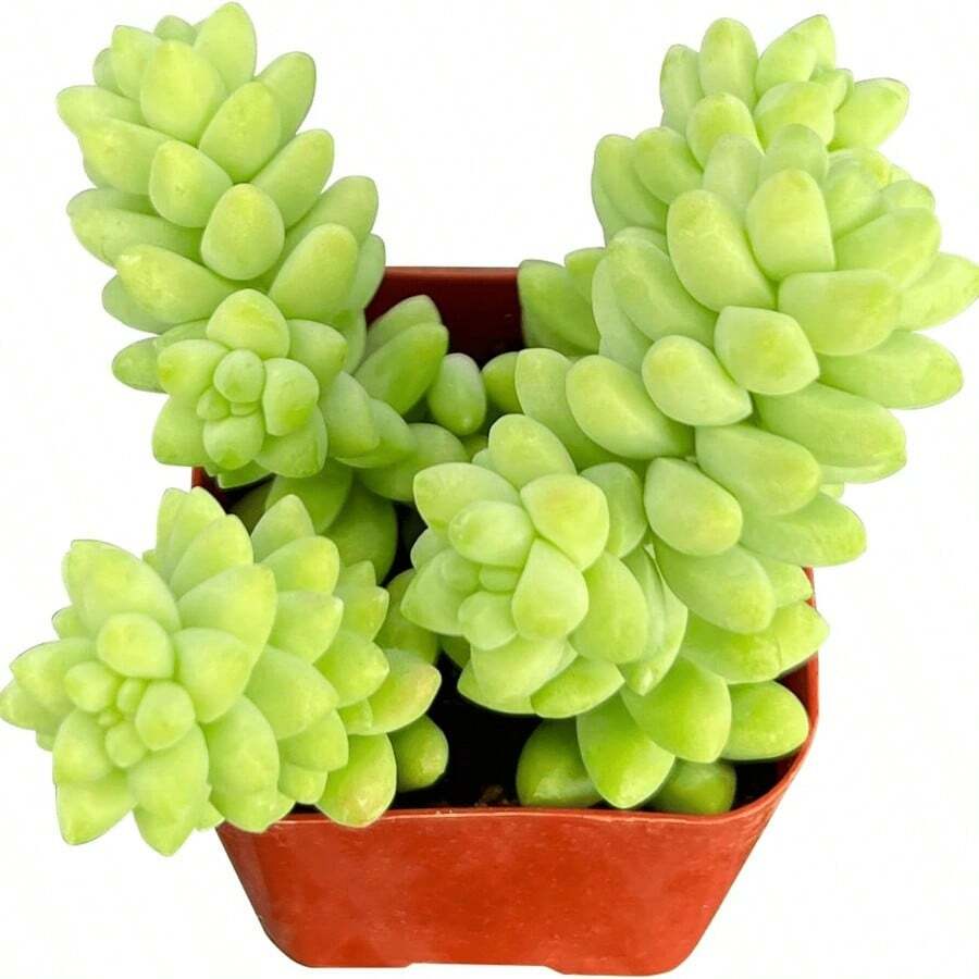 Planta suculenta Donkey Tail (Sedum Morganianum) grande de 2 pulgadas con raíces, planta de interior Sedum Burrito para decoración del hogar u oficina, manualidades, obsequios de fiesta - Sedum morganianum - Ver 1