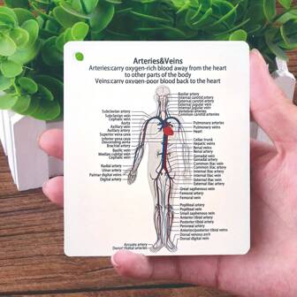 Comprehensive Medical And Nursing Study Guide Set - Anatomy Memory Cards Covering Skeletal, Muscular, Digestive, Reproductive, Respiratory And Circulatory Systems. Ideal Gift For Students, Nursing Study Aid With Labeled Anatomical Diagrams