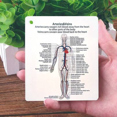 Conjunto integral de guía de estudio médico y de enfermería: tarjetas de memoria sobre anatomía que cubren los sistemas esquelético, muscular, digestivo, reproductor, respiratorio y circulatorio. Un regalo ideal para estudiantes, ayuda de estudio de enfermería con diagramas anatómicos etiquetados, útiles escolares, de vuelta a la escuela