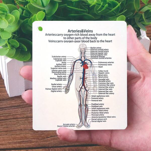 Comprehensive Medical And Nursing Study Guide Set - Anatomy Memory Cards Covering Skeletal, Muscular, Digestive, Reproductive, Respiratory And Circulatory Systems. Ideal Gift For Students, Nursing Study Aid With Labeled Anatomical Diagrams,School Supplies,Back To School