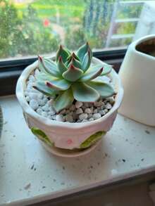 1pcs100/300/500/800g White Pebbles Potted Plants Succulent Green Plants Filled With Stones Courtyard Balcony Paving White Stones Christmas Tree Underground Snowflakes Stones