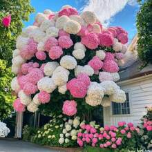 166 piezas semillas hortensias variadas flores coloridas adecuadas para decoración hortícola jardinería exterior hogar macetas paisajismo alta germinación resistentes perennes ornamentales variedad colección premium - 166 - Ver 3