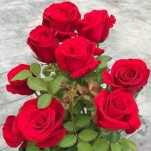 210 Mixed Rose Seeds In The Colors Yellow, Pink, White, Purple, Black, Red - 1 - 查看 3