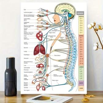 Póster educativo sobre la anatomía y funciones de la columna vertebral humana - Vértebras C1-C7 etiquetadas con un cuadro de sistemas de órganos, impresión de arte en lienzo sin marco para estudiantes de medicina, quiroprácticos, oficinas de relajación física, herramienta de aprendizaje médico | Impresión de arte funcional | Ilustración detallada