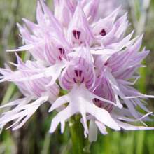 Semi di orchidea nuda Orchis Italica, orchidea italiana affascinante e unica con forma floreale distintiva e affascinante per giardini esterni