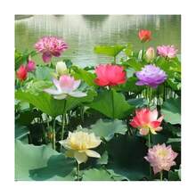 30 Semillas BONSAI SEMILLAS DE LOTO, 30 Semillas, K91-Es una flor herbácea acuática perenne - SEMILLAS DE LOTO BONSAI 30-1 - Ver 2