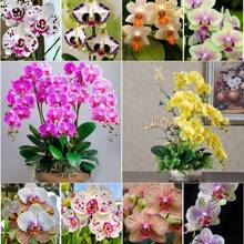50 Pieces Of Orchids, Planted For Garden Decoration, Outdoor Flowers And Plants, Suitable For Plant Lovers As A Gift From Nature, Locally Delivered - 50個 - 查看 2