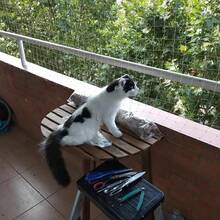 Balcony Cat Net, Pet Balcony Fence, Transparent Nylon Pet Net For Balcony/Stairs/Windows, Net Suitable For Cats And Dogs, Protective Net For Balcony, Window, Stairs - White - View 5