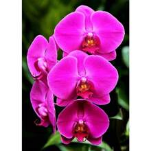 Orchid Seeds, For Garden Decoration, Outdoor Flowers And Plants, Ideal Gift For Plant Enthusiasts, Local Delivery