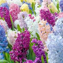 High Germination Rate The Of Maverick SUPSEED Rare New Fresh 100Pcs Eastern Hyacinth Fllower Seeds
