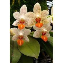 50 Pieces Of Orchids, Planted For Garden Decoration, Outdoor Flowers And Plants, Suitable For Plant Lovers As A Gift From Nature, Locally Delivered - 50個 - 查看 1