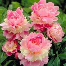 Peony Seeds For Planting In Any Season, Perennial Outdoor Flowers, Perennial Ground Cover Plants, Creeping Lawn Plants, Indoor And Outdoor Plants, Herb Plant, Gardening, Ideal Gift For Plant Lovers, Local Delivery