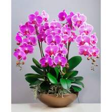 Orchid Seeds, For Garden Decoration, Outdoor Flowers And Plants, Ideal Gift For Plant Enthusiasts, Local Delivery