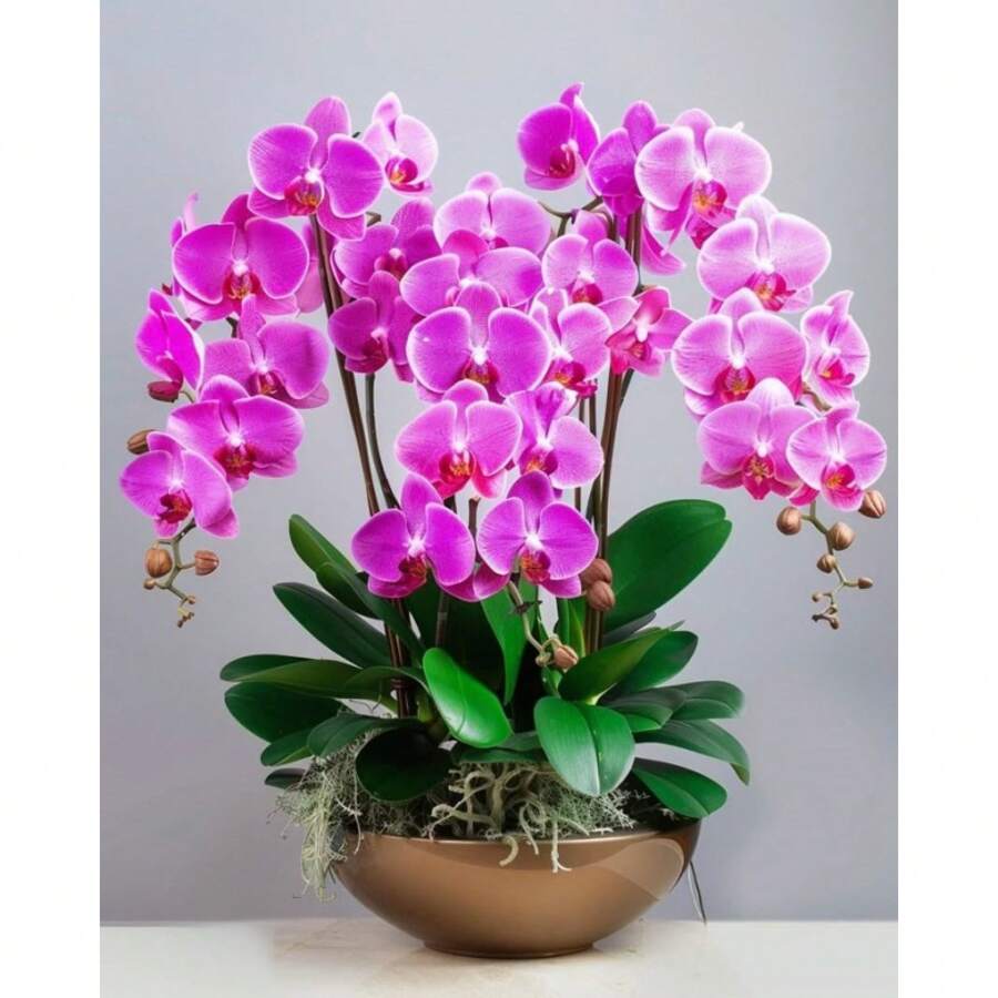 Orchid Seeds, For Garden Decoration, Outdoor Flowers And Plants, Ideal Gift For Plant Enthusiasts, Local Delivery