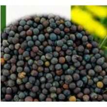 Ready To Plant Hosta Seeds, Herb Seeds, Perennial Flower Seeds, Potted Plants