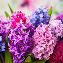 High Germination Rate The Of Maverick SUPSEED Rare New Fresh 100Pcs Eastern Hyacinth Fllower Seeds