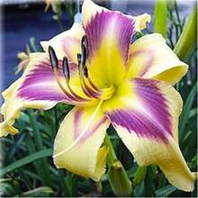 Erbstück Lily Seeds, Fragrant Flower Plant Garden Seeds For Beautiful Blooms - 100+ Fresh And High-Quality Non-GMO Seeds - 1包 - 查看 2