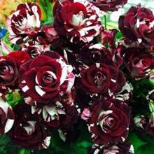 100 Pieces Garden Black Dragon Rose Seeds Rare Shrubs Ornamental Flowers And Plants Spectacular Presentation Decorative Garden Quadruplous Bush Seeds Beautiful Bloom Home Garden Must-Have