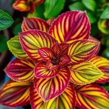 100 Pieces Coleus Seeds Four-Leaf Flowers Houseplant Seeds For Cultivation Bonsai Seeds Flower Plant Garden Home Tree Supplies