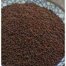 Fast-Growing 100 Pieces Mountain Rose Seeds, Succulent Peach Rose Succulent Plant Seeds Mountain Purple Wine Glass Rose Seeds, Indoor Potted Plant Table Decoration