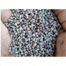 High Germination Rate The Of Maverick SUPSEED Rare New Fresh 100Pcs Eastern Hyacinth Fllower Seeds