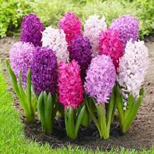 High Germination Rate The Of Maverick SUPSEED Rare New Fresh 100Pcs Eastern Hyacinth Fllower Seeds