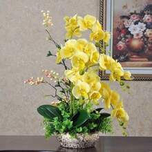 50 Pieces Of Orchids, Planted For Garden Decoration, Outdoor Flowers And Plants, Suitable For Plant Lovers As A Gift From Nature, Locally Delivered - 50個 - 查看 3