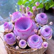 Fast-Growing 100 Pieces Mountain Rose Seeds, Succulent Peach Rose Succulent Plant Seeds Mountain Purple Wine Glass Rose Seeds, Indoor Potted Plant Table Decoration