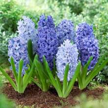 High Germination Rate The Of Maverick SUPSEED Rare New Fresh 100Pcs Eastern Hyacinth Fllower Seeds
