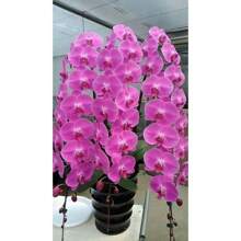 Orchid Seeds, For Garden Decoration, Outdoor Flowers And Plants, Ideal Gift For Plant Enthusiasts, Local Delivery